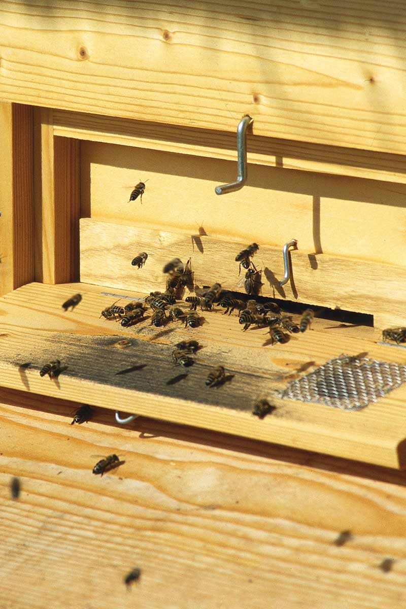 Najem hiše v Prlekiji - Srnečeva domačija -Bio čebele