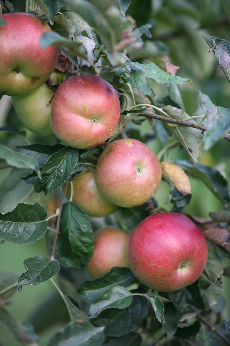 Najem hiše v Prlekiji - Srnečeva domačija - jabolka